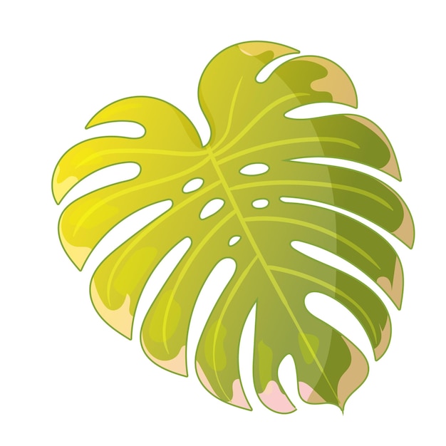 Ilustración vectorial de las hojas tropicales de monstera deliciosa al anochecer