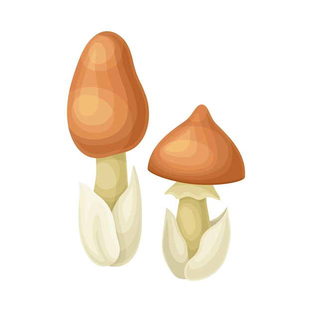 Ilustración vectorial del hongo silvestre Amanita crocea en un fondo blanco