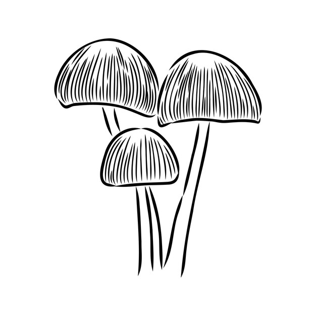 Ilustración vectorial de hongos estilo boceto vector de hongos