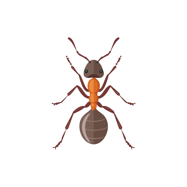 Ilustración vectorial de hormigas marrones y naranjas con patas detalladas y cuerpo segmentado perfecta para proyectos de biología infografías o diseños temáticos de la naturaleza