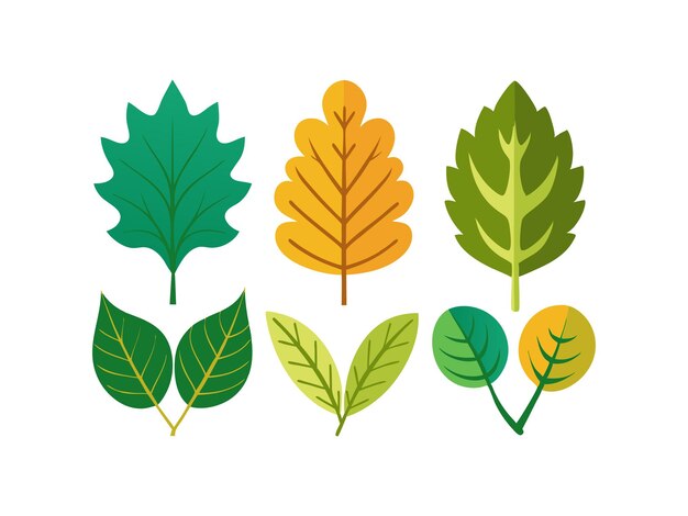 Ilustración vectorial Icono de silueta Conjunto de roble y hojas de verano en tonos verdes