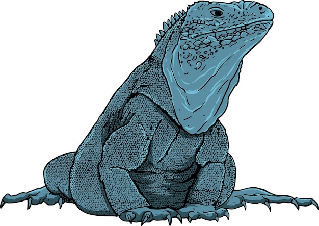 Ilustración vectorial de la iguana azul de las Islas Caimán