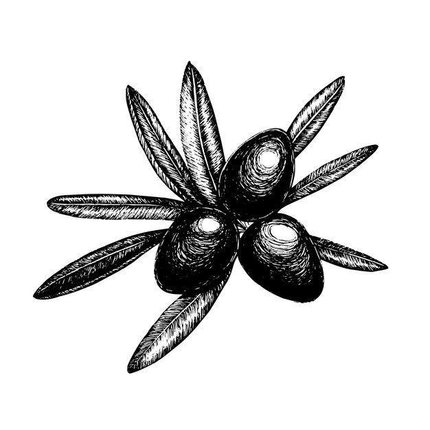 Ilustración vectorial de una imagen gráfica de una rama de olivo con hojas Trabajo hecho a mano