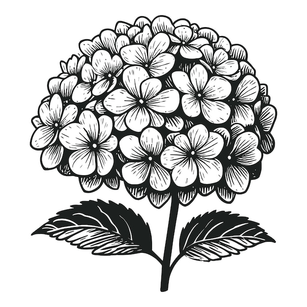 Ilustración vectorial de impresión del logotipo grabado en flor de hortensia