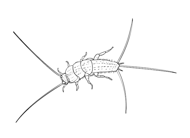 Ilustración vectorial, insecto aislado firebrat (Thermobia domestica) en colores blanco y negro, dibujo de contorno pintado a mano