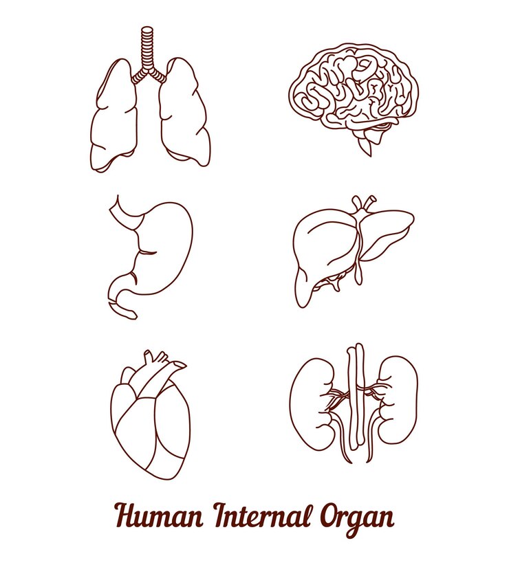 Vector ilustración vectorial de la línea de arte de los órganos internos humanos