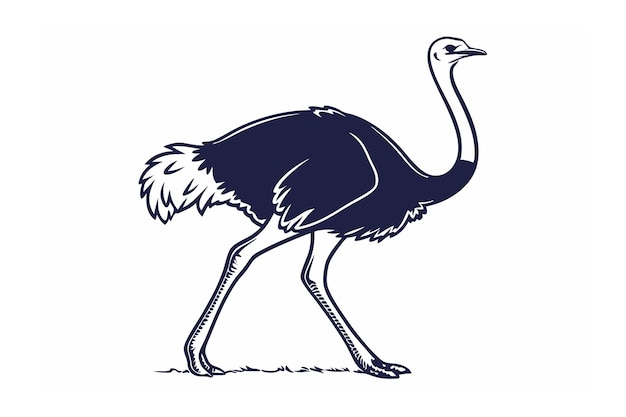 Ilustración vectorial de la línea de avestruz