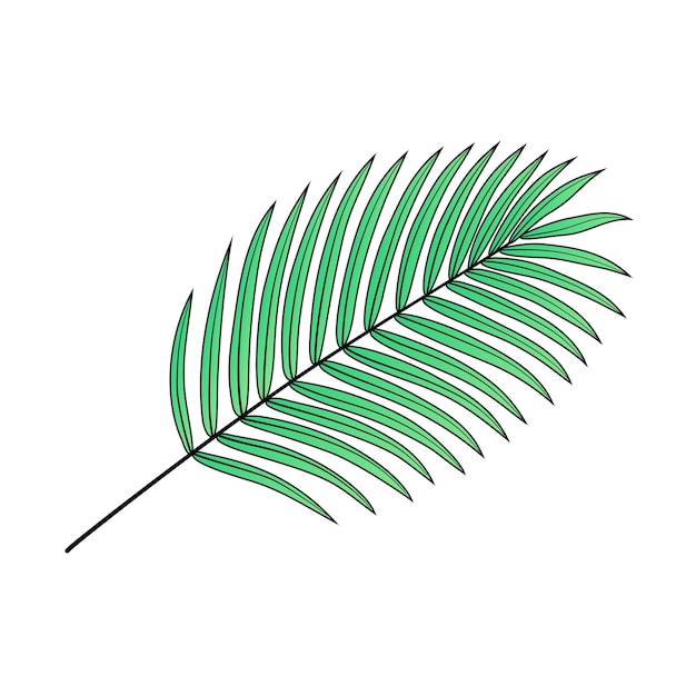 Vector ilustración vectorial de la línea de hojas tropicales de la palma elemento de diseño de contorno botánico de la planta verde