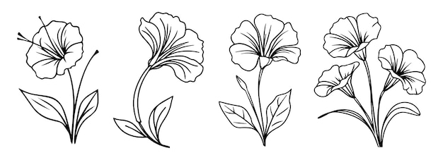 Ilustración vectorial de líneas negras minimalistas de las flores de la gloria matinal