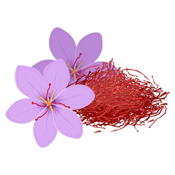Ilustración vectorial Logotipo Clip Art Azafrán con flores de crocus Aislado