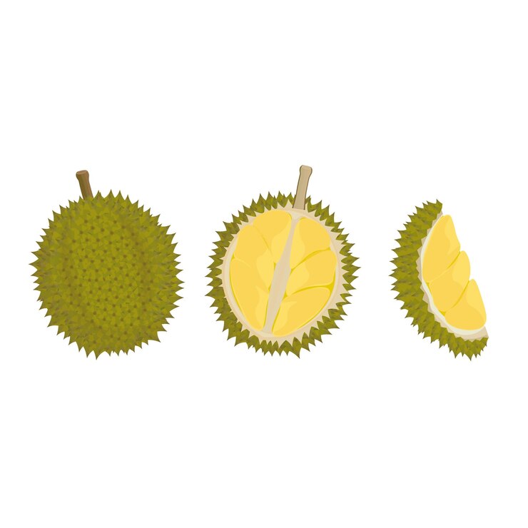Ilustración vectorial del logotipo de la fruta durian fresca pelada