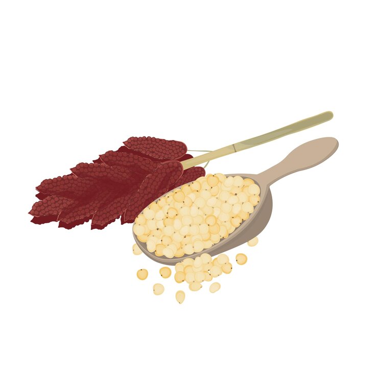 Ilustración vectorial del logotipo Sorghum secado bicolor o mijo grande
