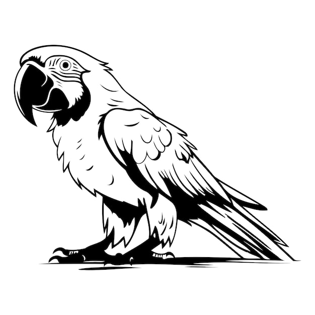 Ilustración vectorial de un loro Un loro aislado sobre un fondo blanco
