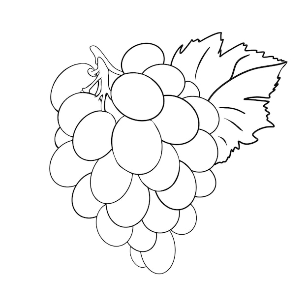 Ilustración vectorial a mano libre Uvas jugosas Ramo de uvas Ilustración vectoria por línea para colorear