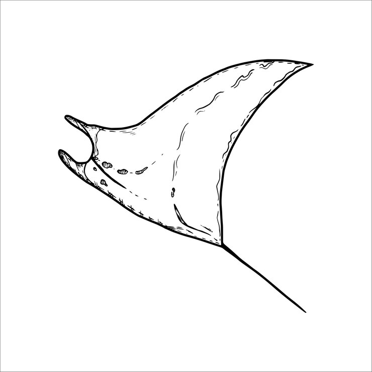 Vector ilustración vectorial de manta rayas dibujada a mano