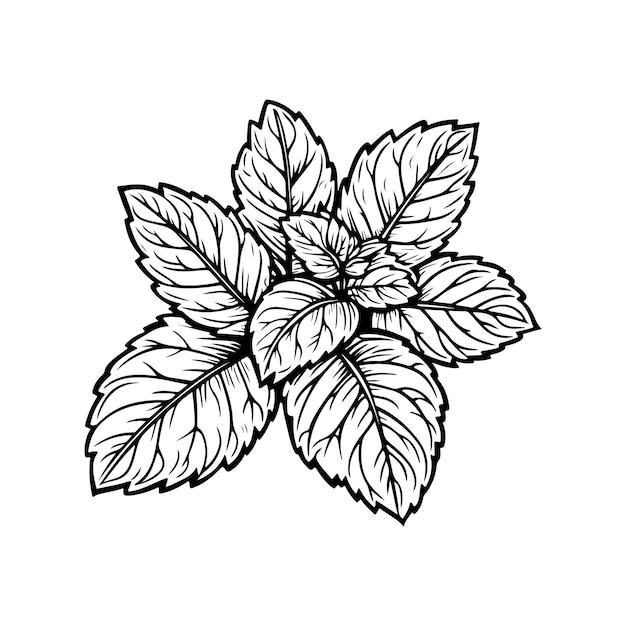 Ilustración vectorial de menta aislada sobre fondo blanco en blanco y negro para colorear páginas