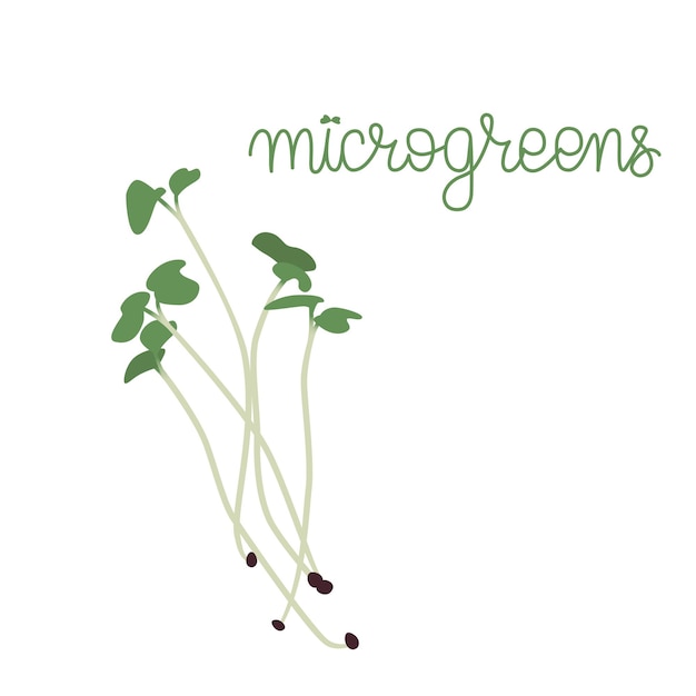 Vector ilustración vectorial de microvegetales con letras a mano brotes verdes jóvenes fuente de nutrientes y vitaminas concepto de comida saludable