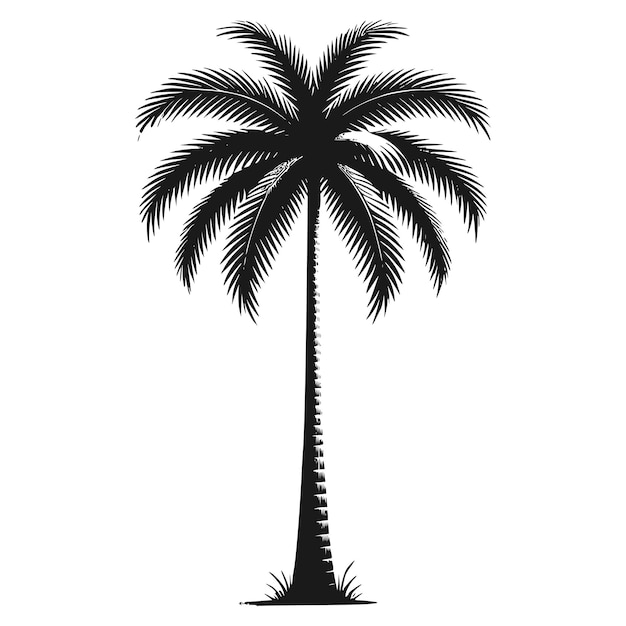 Ilustración vectorial minimalista de árbol de coco en blanco y negro para diseños retro y clásicos