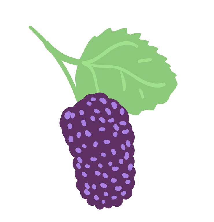 Vector ilustración vectorial de morera aislada en blanco