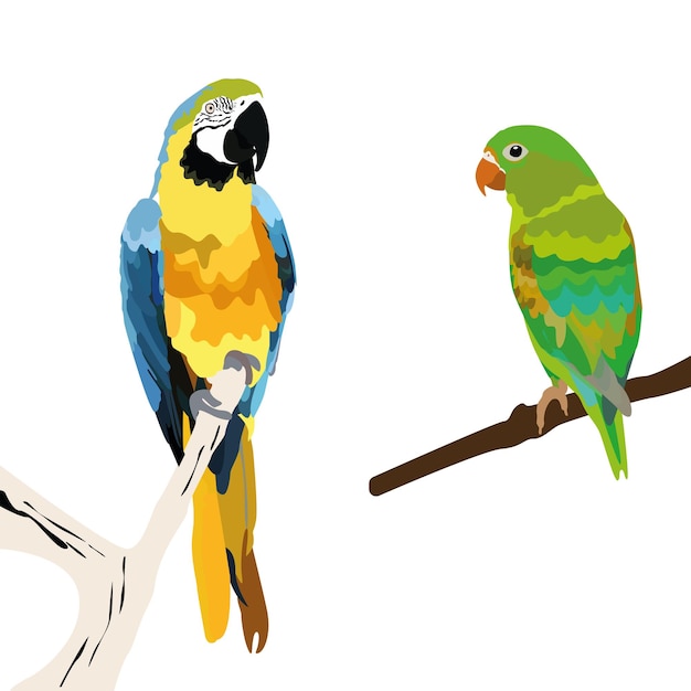 La ilustración vectorial muestra dos lindos loros de diferentes colores, están sentados en una rama