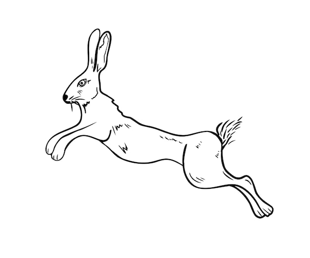 Ilustración vectorial negra y blanca dibujada a mano Animales del bosque orejas largas boceto gráfico para el diseño de invierno y Navidad Conejo del bosque para la Pascua embalaje papelería dibujo de contorno de conejo