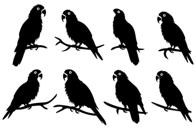 Ilustración vectorial negra de la silueta de un pájaro loro