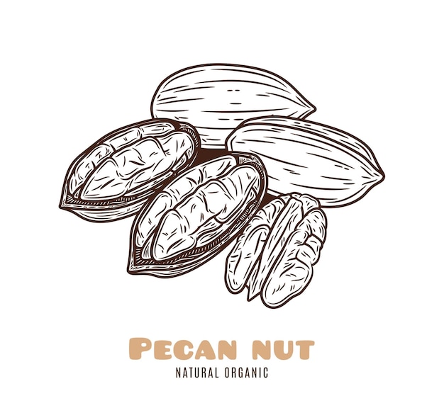 Ilustración vectorial de las nueces de pecan