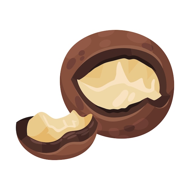 Ilustración vectorial de nuez de macadamia agrietada con cáscara rota