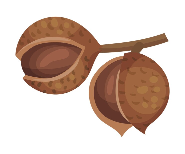 Vector ilustración vectorial de una nuez de macadamia entera colgando de una rama de árbol
