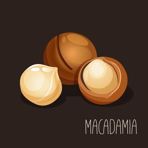 Ilustración vectorial con nuez de macadamia