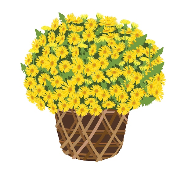 Ilustración vectorial de la olla de flores de crisantemo Ilustración vectoria de la lata de margaritas amarillas Flor de año nuevo vietnamita