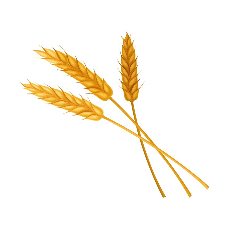 Vector ilustración vectorial de la oreja de cultivo de grano dorado o de la cabeza de grano