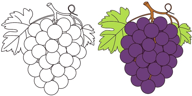 Vector ilustración vectorial de la página de colorear uvas
