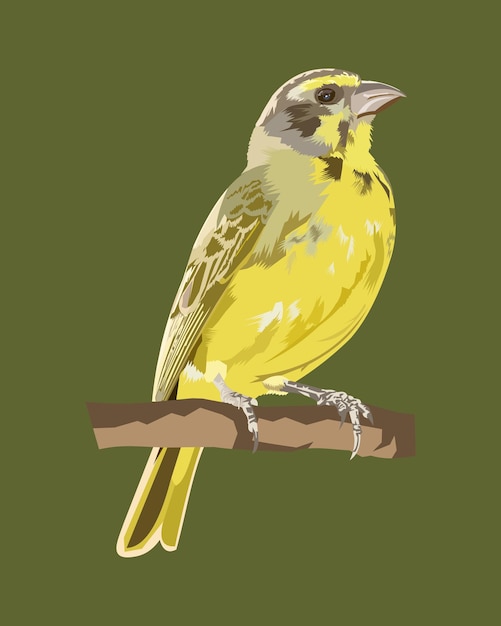 ilustración vectorial pájaro canario burung kenari