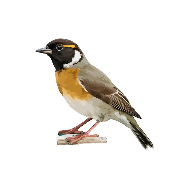 Ilustración vectorial de pájaros aislada en fondo blanco