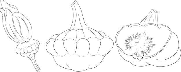 Ilustración vectorial de un patisson. Patty pan squash Páginas para colorear aisladas sobre fondo blanco.
