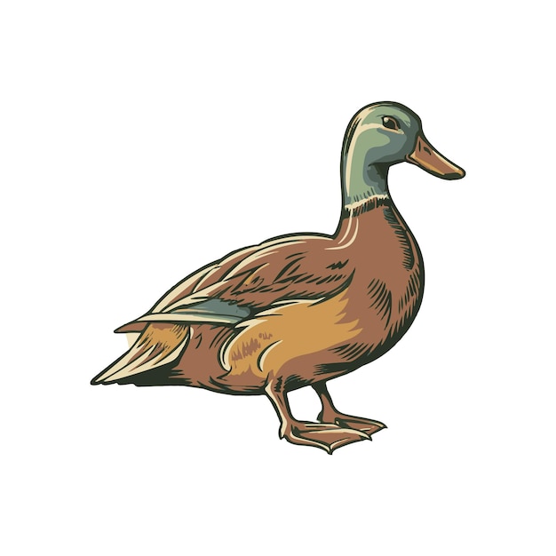 Ilustración vectorial del pato