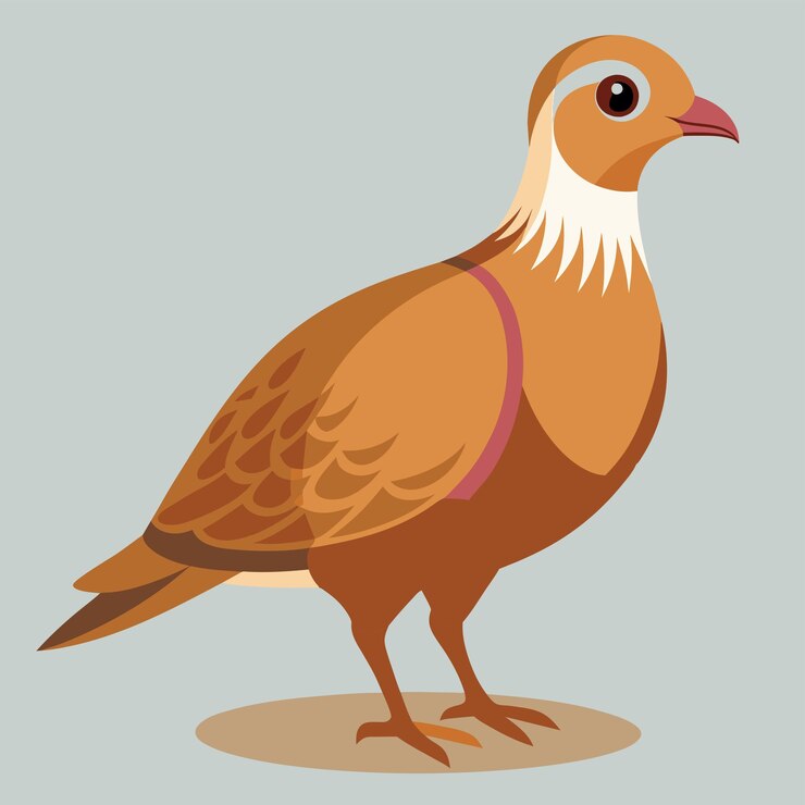 Vector ilustración vectorial de la perdiz de arena árabe