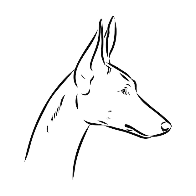 Ilustración vectorial de perro de raza pura dibujo de perro dibujado a mano