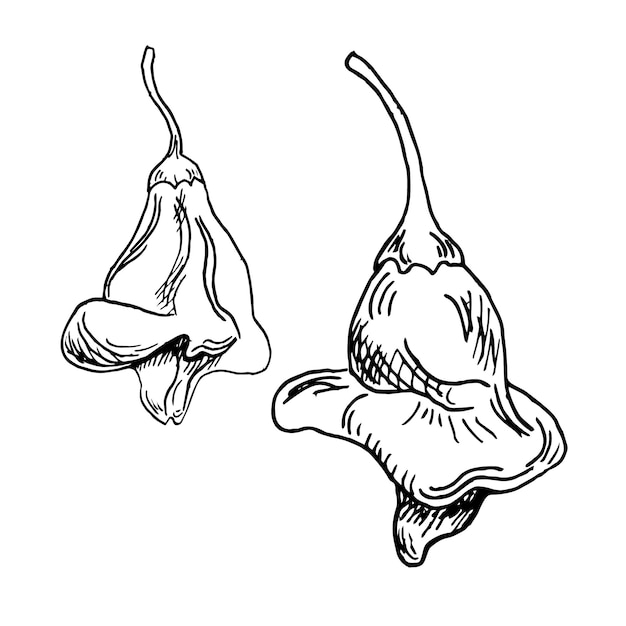 Ilustración vectorial de pimienta cayena coronada aislada sobre fondo blanco Pimienta picante dibujada a mano con tinta Pimienta caliente Pimienta negra blanco elemento gráfico de diseño para envolver el paquete del menú