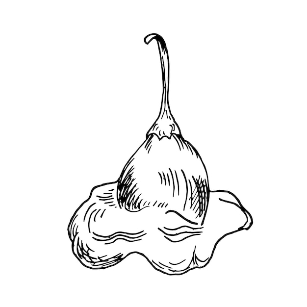 Ilustración vectorial de pimienta cayena coronada aislada sobre fondo blanco Pimienta picante dibujada a mano con tinta Pimienta caliente Pimienta negra blanco elemento gráfico de diseño para envolver el paquete del menú