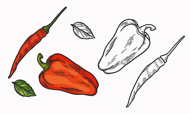 Ilustración vectorial de pimienta Pimienta roja dulce y picante Dibujo y coloración de líneas Vegetables