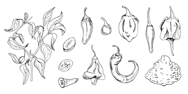 Ilustración vectorial de pimientos picantes aislada en blanco Tinta dibujada a mano Trinidad pimienta escorpión pimienta de cayena pimienta negra blanca planta de pimienta picante elemento de diseño para envolver el paquete