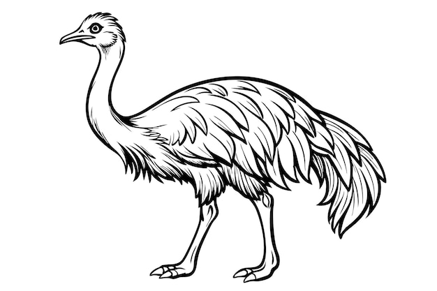 Ilustración vectorial plana aislada del animal Rhea en blanco y negro