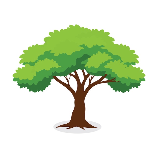 Ilustración vectorial plana de un árbol de haya sobre un fondo blanco