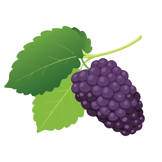 Ilustración vectorial plana de frutas de morera en fondo blanco