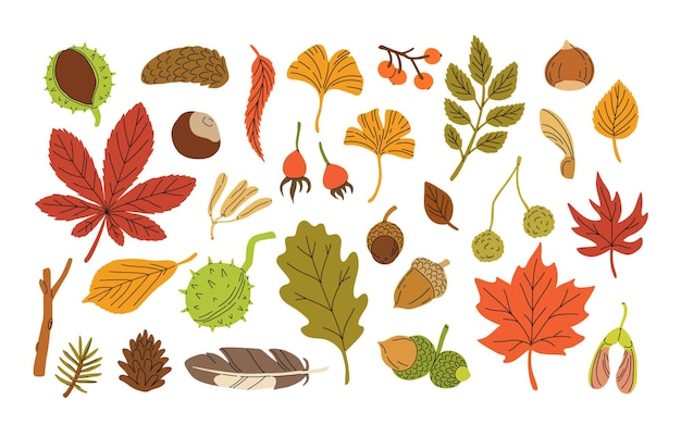 Ilustración vectorial plana de hojas y semillas de colores de otoño Elementos de dibujos animados aislados en fondo blanco Hojas de arce, ceniza, castaño, hojas de pino, cono, ideal para pegatinas, papel de envolver.