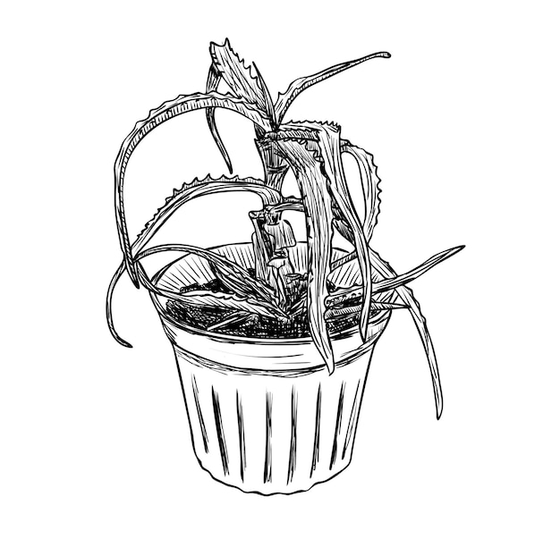 Ilustración vectorial, planta de aloe decorativa aislada en una maceta en colores blanco y negro, dibujo original pintado a mano
