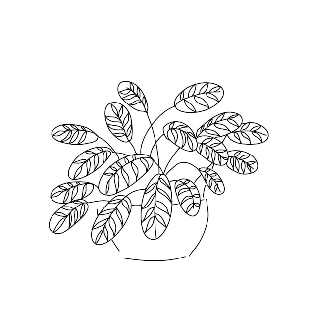 Ilustración vectorial planta ficus maranta contorno de línea de mano