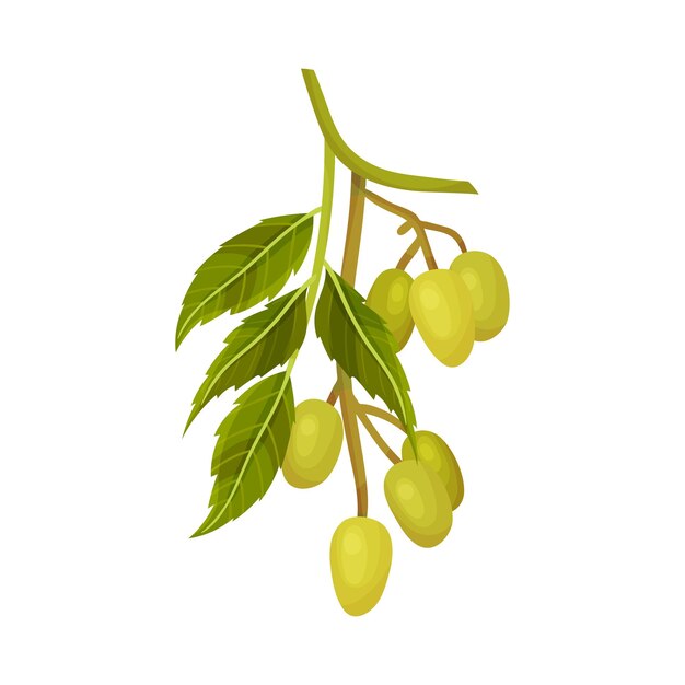 Ilustración vectorial de la planta de neem con rama frondosa y frutos verdes aceitosos